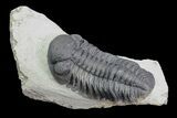 Large, Morocops Trilobite - Nice Eye Facets #76983-1